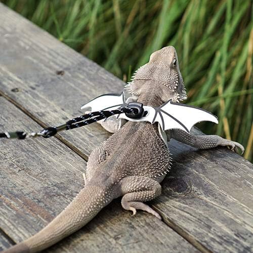 gecko leash