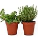 Live Oregano and Thyme Plant - Set of 2 Hardy Herb Plants Grown Organic Non-GMO USA Great Container Herbs Shipped Potted