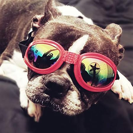 red dog sunglasses