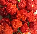 Hurt Berry Pepper Premium Seeds for Planting Packet