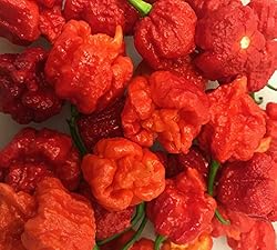 Hurt Berry Pepper Premium Seeds for Planting Packet