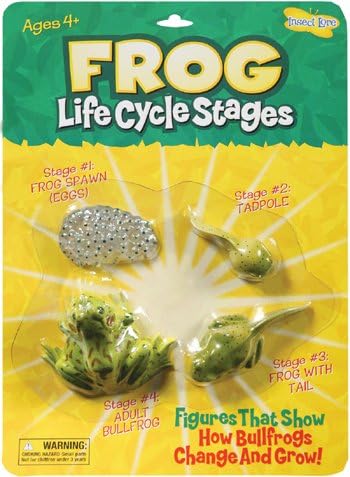 Frog Life Cycle Stages