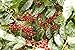 Coffee Fruit Tea, cascara, by Twin Engine Coffee | makes 30 cups | Nicaragua's Coffee, WHOLE DRIED COFFEE FRUIT for cold or hot brew