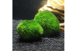 SURMEN LEGACY Marimo Decorative Moss Ball for Fish Tank Live Aquarium Plant (2 Pcs)