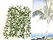 Botius 40 Ft Realistic Artificial Ivy Garland - UV Resistant Fake Hanging Vines for Indoor/Outdoor Wedding, Wall, Party, Garden Decor - Pack of 5