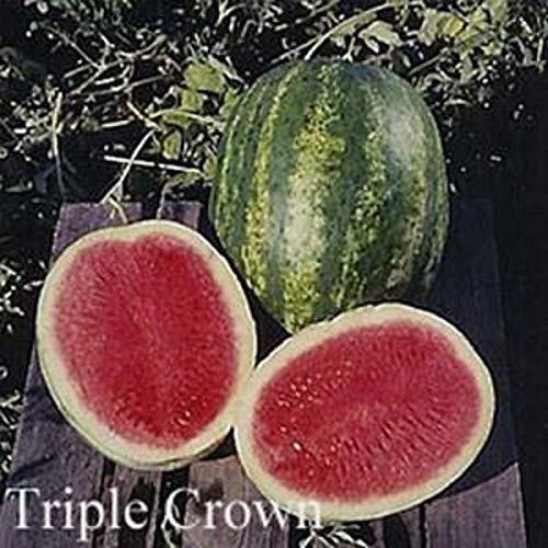 CaribbeanGarden Triple Crown Hybrid Seedless Watermelon Seeds - High-Yield 18-20lb Juicy Melons, 5 Seeds