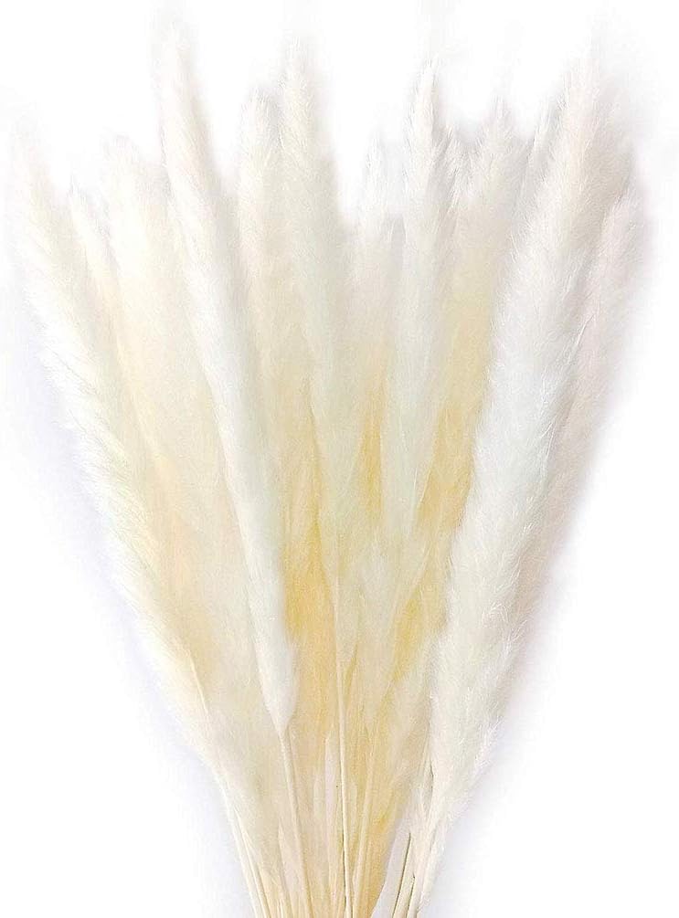 30 Stems Natural Dry Flowers Small Pampas Grass, Phragmites Communis, Dried Flowers Bouquet for Wedding Floral Arrangements Home Decorations (White)