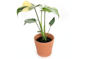 COOLLECTIVEPLANTS Monstera Thai Constellation| Live Plant in a 4 Inch Growers Pot | Live Indoor, Easy to Grow, Easy to Care, and Low Maintenance Houseplant (4" Pot)
