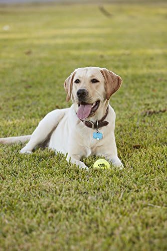 dog gone tennis ball blaster