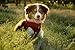 EcoBark Dog Harness - Eco-Friendly Max Comfort Harnesses - Luxurious Soft Mesh Halter - Over The Head Harness Vest- No Pull and No Choke for Extra Small, Toy Breed, and Teacup Dogs (XS, Red)