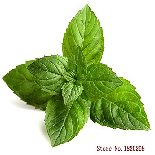 Menta 30 semillas de hortalizas mínimo jardín de plantas fáciles ...