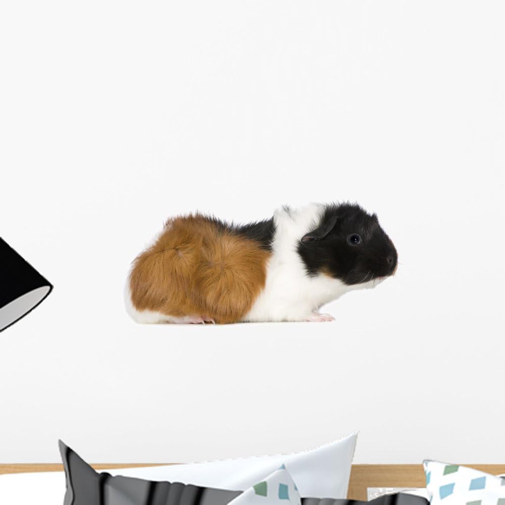 guinea pig wall stickers