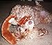 Skineez SKINNEEEZ Skinneez No Stuffing Dog Toy Set Size:Large