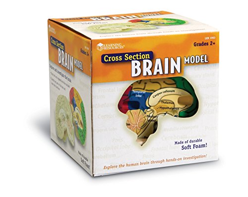 Learning Resources Cross-section Brain Model - 2 Pieces, Ages 7+ Brain Anatomy Model, Brain Functions Model, Human Anatomy for Kids, Foam Brain Model,Back to School Supplies