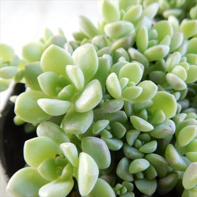 Amazon Seエケベリア プロリフィカ 多肉植物 エケベリア プロリフェラ 7 5cmポット 観葉植物 オンライン通販 Amazon Seエケベリア プロリフィカ 多肉植物 エケベリア プロリフェラ 7 5cmポット 観葉植物 オンライン通販