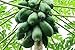 Food to Live Dried Diced Papaya (Sweetened, Unsulfured, Kosher, Bulk) (2 Pounds)