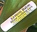 Lemon Balm Blister Soothing Care Stick! Quickly Soothe Cold Sores, Shingles, Chicken Pox, Rashes, Herpes, Molluscum, Bug Bites. Suppress Future outbreaks. 100% Natural.