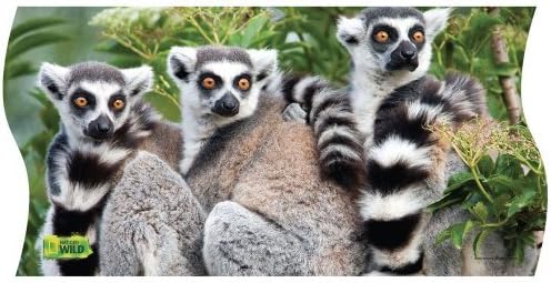 National Geographic Wild Ring-tailed Lemurs Panorama Puzzle by Nat Geo Wild