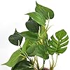 DIGIFLEX-Artificial-Plant-for-Fish-Tank--Fake-Plant--Fish-Tank-Decorations--Fishtank-Ornament-Green-Leaves--20cm--Home-Aquarium--Natural-Realistic-Design DIGIFLEX Artificial Plant for Fish Tank – Fake Decorations – Fishtank Ornament Green Leaves – 20cm – Home Aquarium – One…