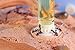 byFormica Liquid Feeder Mini - 1 & 5 mL Combo - Set of 6 Feeders