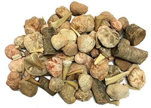 Fossil Sorting Kit - One Pound Box with Identification Guide
