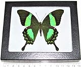 BicBugs Real Framed Butterfly Green Papilio Palinurus Swallowtail Indonesia