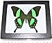 BicBugs Real Framed Butterfly Green Papilio Palinurus Swallowtail Indonesia