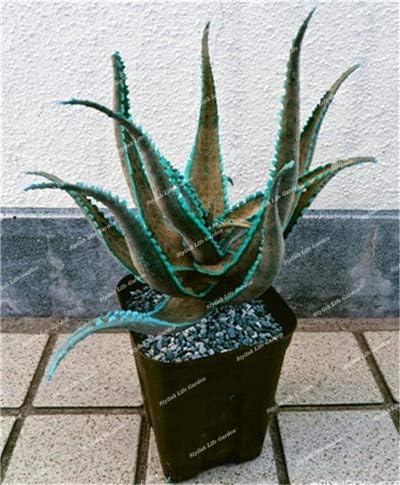 Amazon Co Jp レア色アロエ盆栽500個多肉植物 食用 Medicinaland美容化粧品の盆栽家や庭園 17 ホーム キッチン