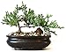 9GreenBox - Juniper Tree Bonsai with Bonsai Pot primary