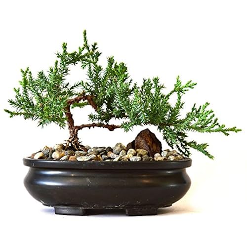 buy useful gifts from amazon related to Grocery & Gourmet Food huge collection of amazon products that are Bonsai, under $20, cool items
