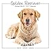Golden Retriever Calendar - Calendar Golden Retriever - Golden Retrievers Calendar - Dog Breed Calendars 2017 - Dog Calendar - Calendars 2016 - 2017 wall calendars - 16 Mth Calendar by Avonside Studio