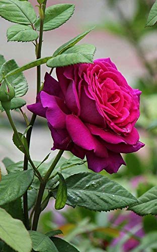 Royal Paradise Garden American Pink Rose Flower Plant Home Garden Plant 1 Grafted Rose Live Plant Amazon In Garden Outdoors