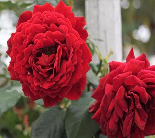 All ablaze red climbing rose - live plant - 10 inch pot