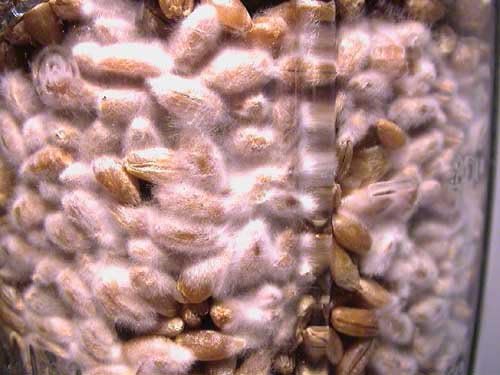 Brown Rice Flour&Vermiculite Mushroom Substrate 12 Jars (1/4 Pint Jar) Mushroom Growing Kit