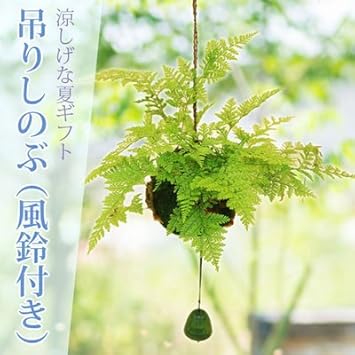 最も共有された 吊り しのぶ 吊り しのぶ 浅草