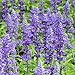 Outsidepride Salvia Blue Victory - 1000 Seeds