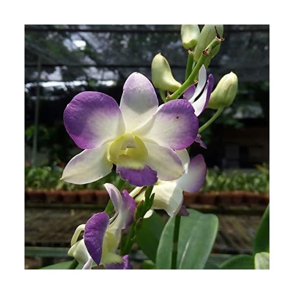 Living Colours Firm Pot With Dendrobium Live Orchid Plant, Assorted Subject To Availability, 5 Pieces - Image 5