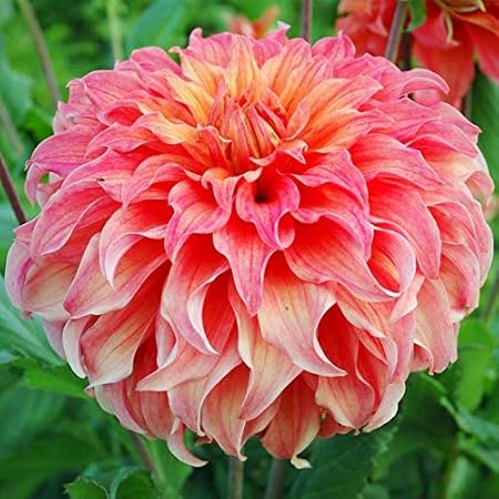 FERNSFLY Flower Bulbs IMP. Dahlia | Dhalia | Dahalia Perennial Flower Bulbs Excellent Quality Attractive Aromatic Flower Home Outdoor Gardening Flowering Bulbs (Pack Of 9 The Wyns Moonlight Sonata)