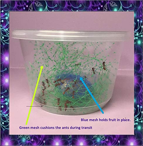Insectsales.com Live Ants for Ant Farms with Free Ant Food (36 Healthy Red Harvester Ants) (1) Ants + Ant Food