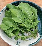David's Garden Seeds Arugula SL2891 (Green) 500 Non-GMO, Heirloom Seeds