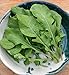 David's Garden Seeds Arugula SL2891 (Green) 500 Non-GMO, Heirloom Seeds primary