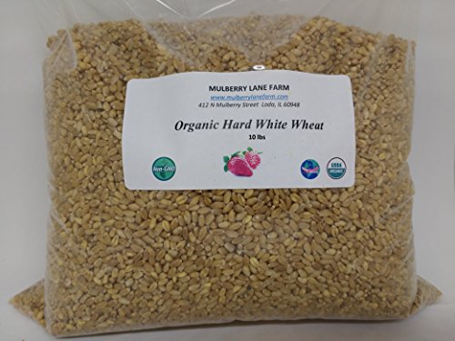 Hard White Wheat Berries 10 lbs (Ten Pounds) (kernels) Montana Golden 86, USDA Certified Organic, Non-GMO, ~BULK.