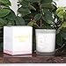 NEOVIVA HOME Scented Candles with Rose & Amber with 100% Natural Essential Oils Aromatherapy Candle Soy Wax for Stress Relief and Aromatherapy Quality Gift 5.6 Ounce (White, Medium)thumb 1