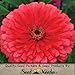 Package of 250 Seeds, Dahlia Flowered Zinnia - Giant Coral (Zinnia elegans) Non-GMO Seeds by Seed Needs