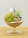 Bliss Gardens Air Plant Terrarium Kit - 4