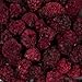 Harmony House Foods Freeze-Dried Blackberries, whole (4 oz, Quart Size Jar)