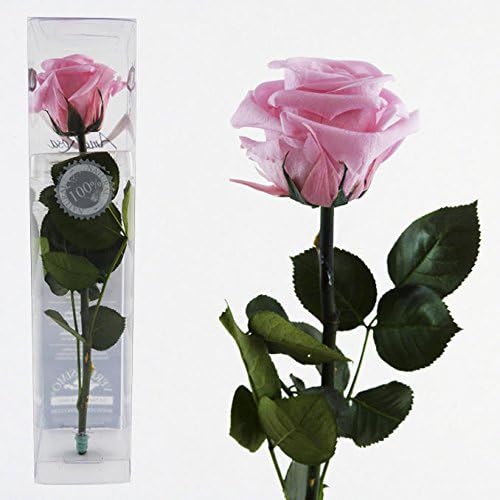 Decoflorales® - Eine echte, konservierte Rose. Unvergängliche Rose ...