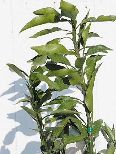 Amazon じゃばら 苗 じゃばら 2年生 接ぎ木苗 スリット鉢植え Or ルーツポーチ植え 植木