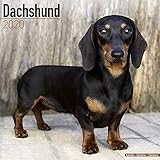 Dachshund Calendar - Dog Breed Calendars - 2019 - 2020 Wall Calendars - 16 Month by Avonside (Multil by