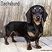 Dachshund Calendar - Dog Breed Calendars - 2019 - 2020 Wall Calendars - 16 Month by Avonside (Multil by